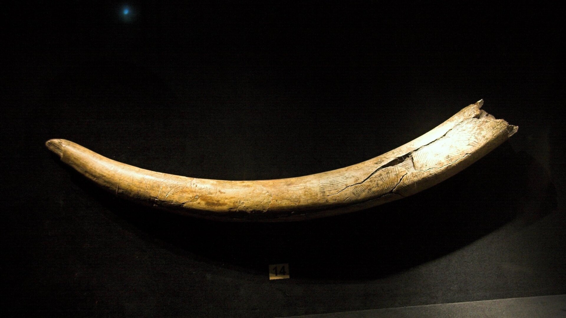 Alaskan Mammoth's Epic Journey Revealed Through Tusk Analysis