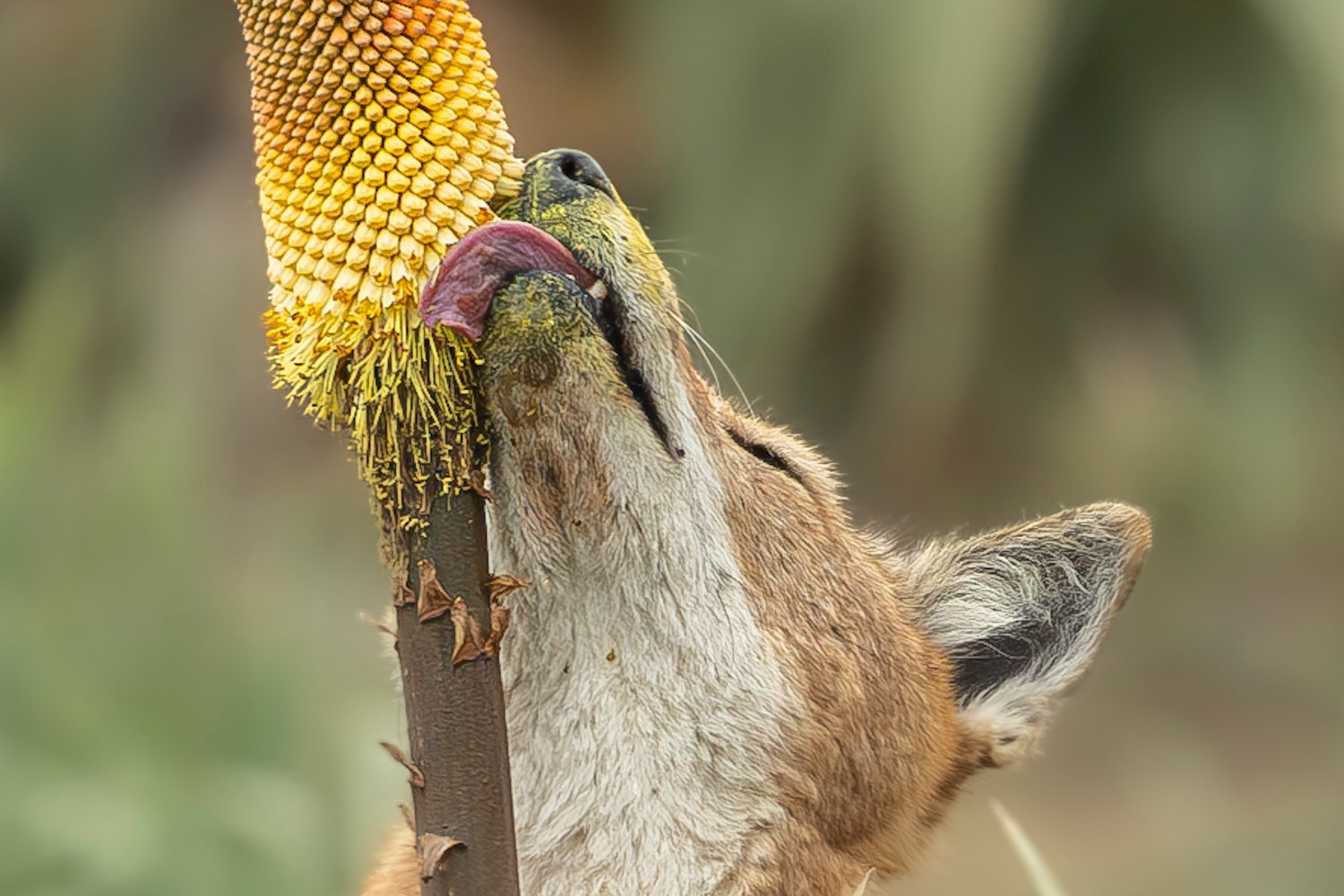 Ethiopian Wolves: The Unexpected Nectar-Loving Pollinators