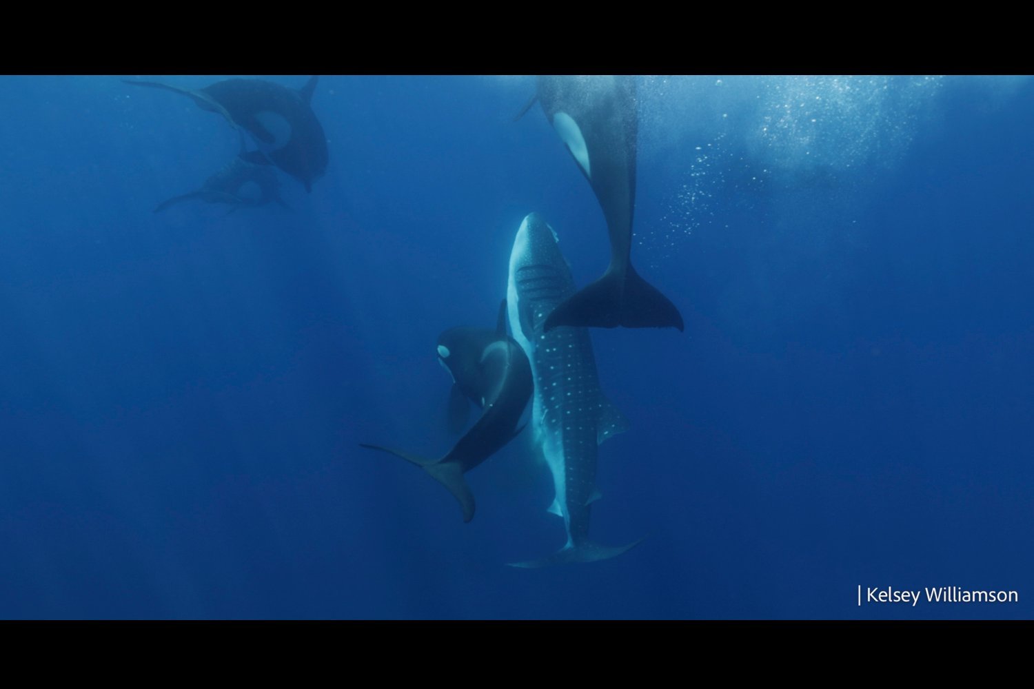 Orcas Hunt Whale Sharks: A Newly Discovered Predatory Behavior