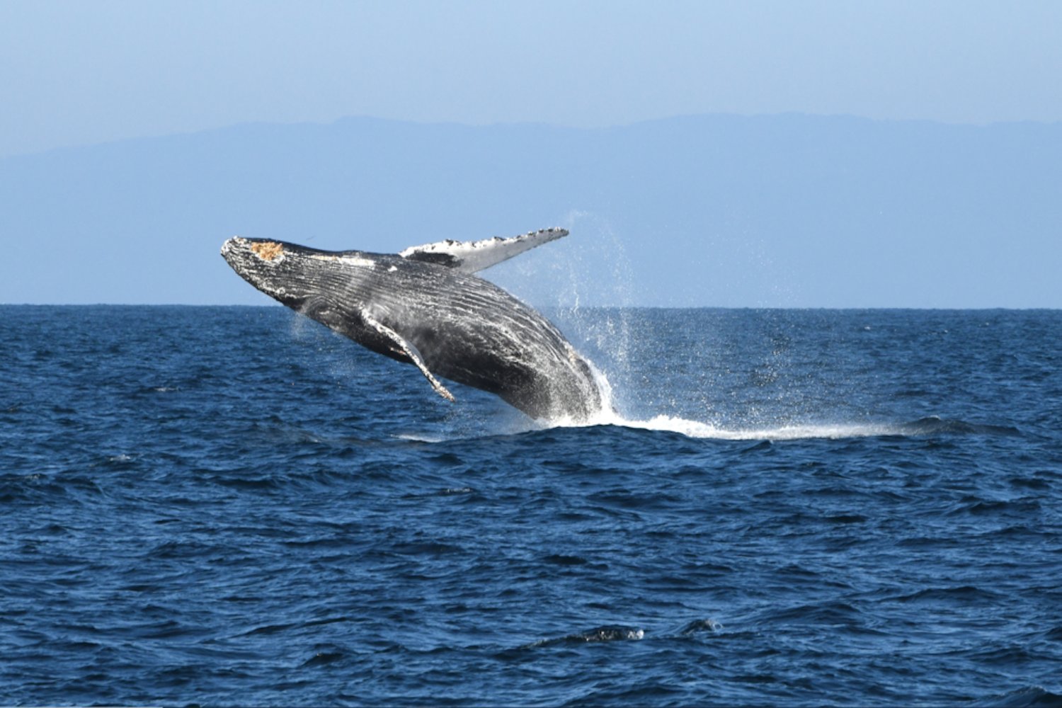 Humpback Whale Shatters Migration Record with 13,000km Journey