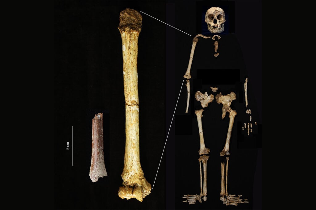 A comparison of a *Homo floresiensis* humerus fragment with a complete humerus.