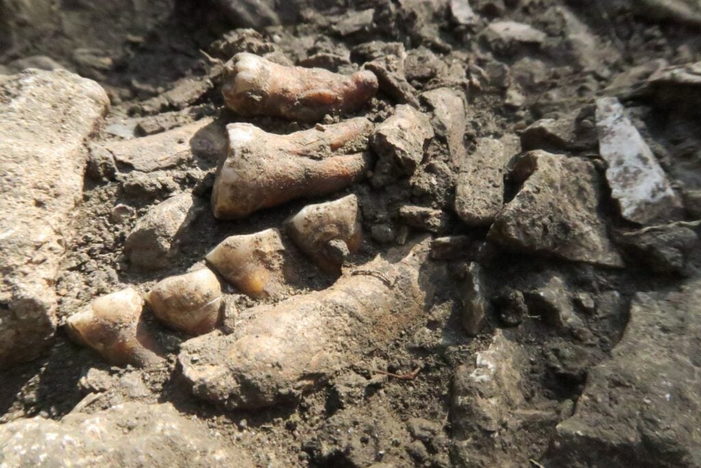 A Neanderthal tooth, providing clues to a mysterious group.