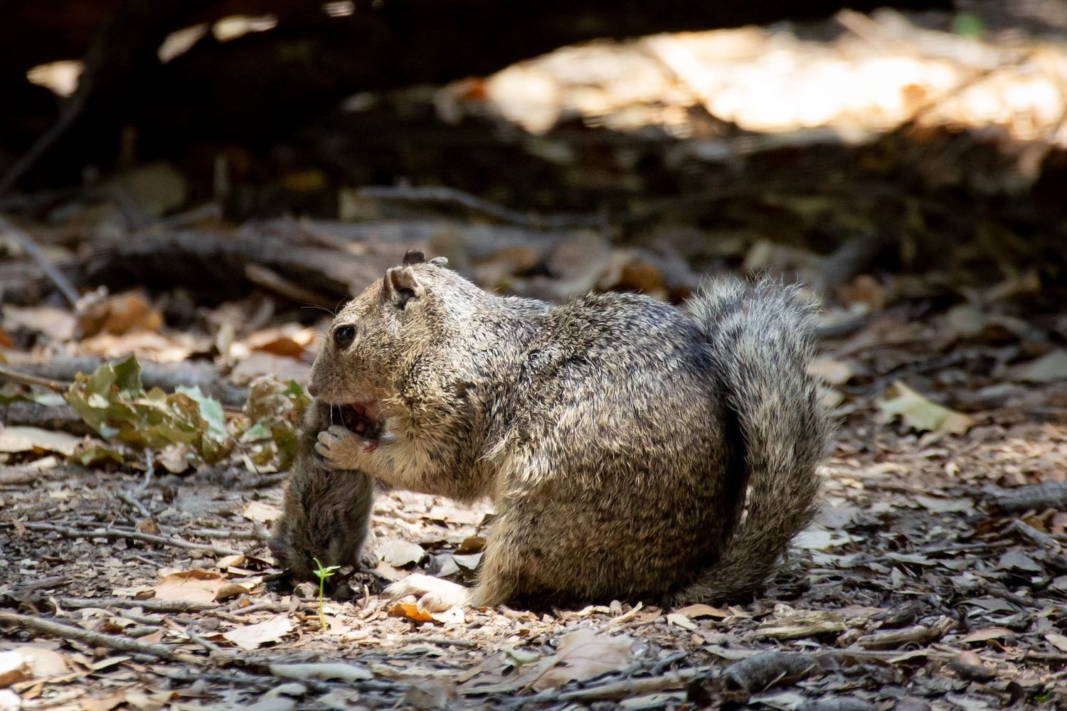 California Ground Squirrels Observed Hunting and Eating Voles