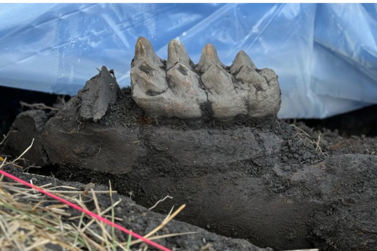 Mastodon Jaw Unearthed in New York Backyard