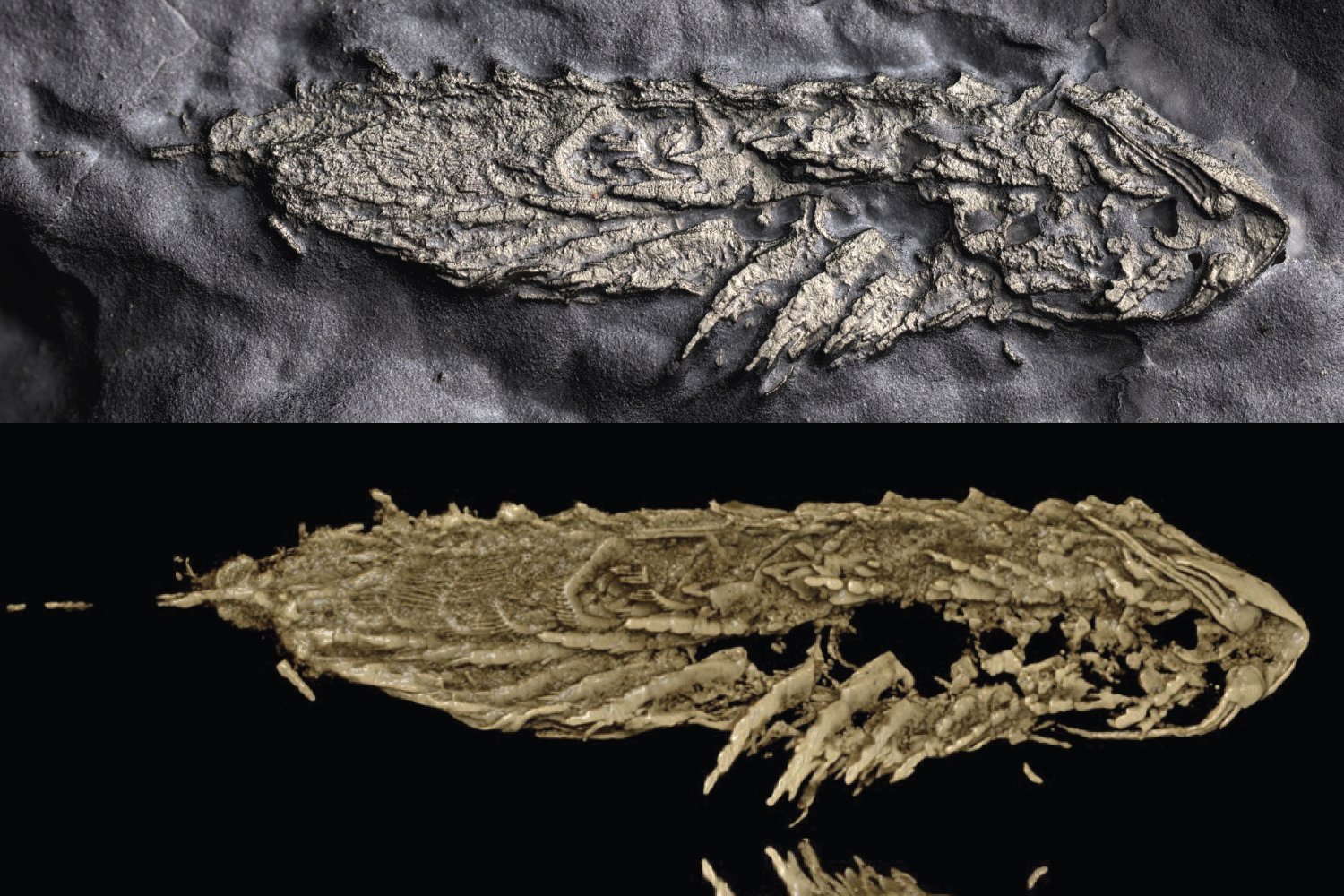 Extinct Arthropod Fossilized in Fool's Gold Discovered