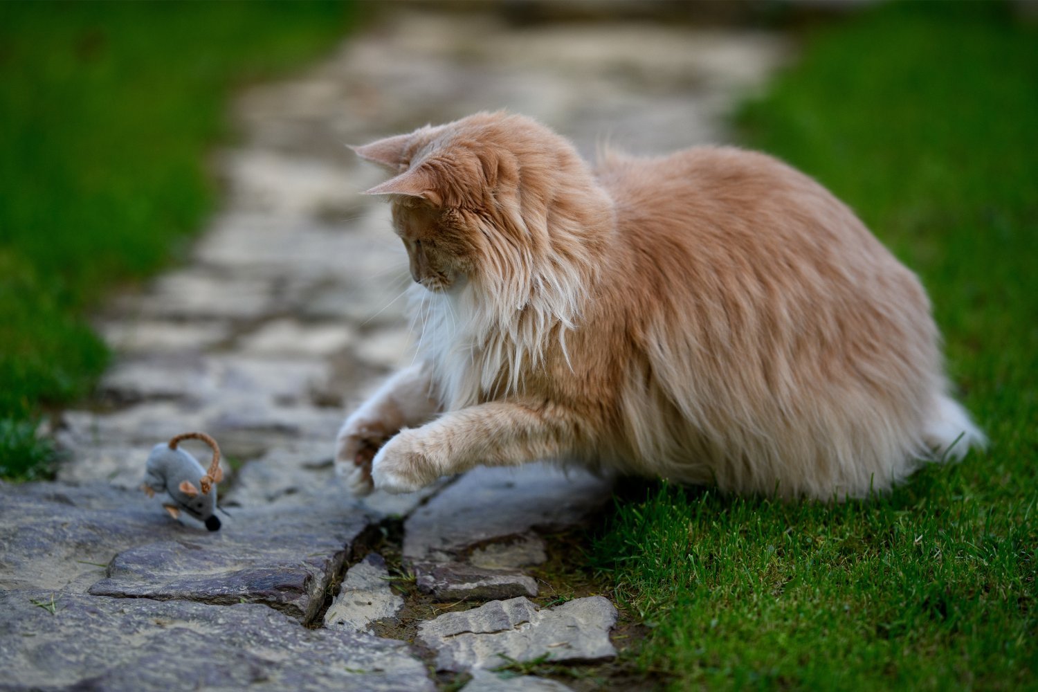 Exotic Virus Discovered in Rodent Caught by House Cat