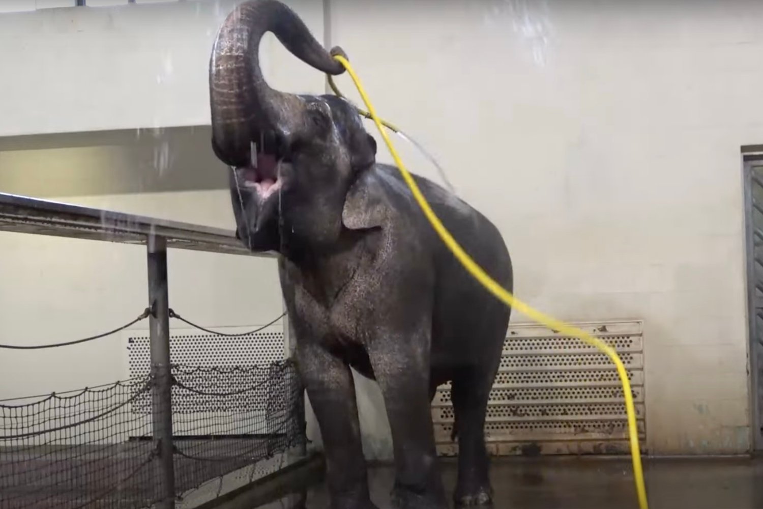 Elephants Exhibit Impressive Showering Skills and Potential Sabotage with Hoses