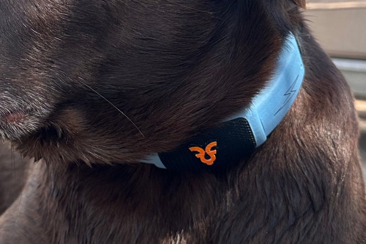 A dog wearing the Personifi AI Shazam Band.