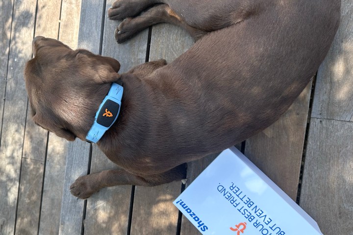 A dog wearing the Personifi AI Shazam Band.