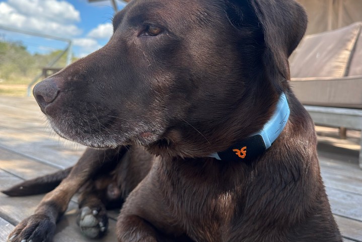 A dog wearing the Personifi AI Shazam Band.