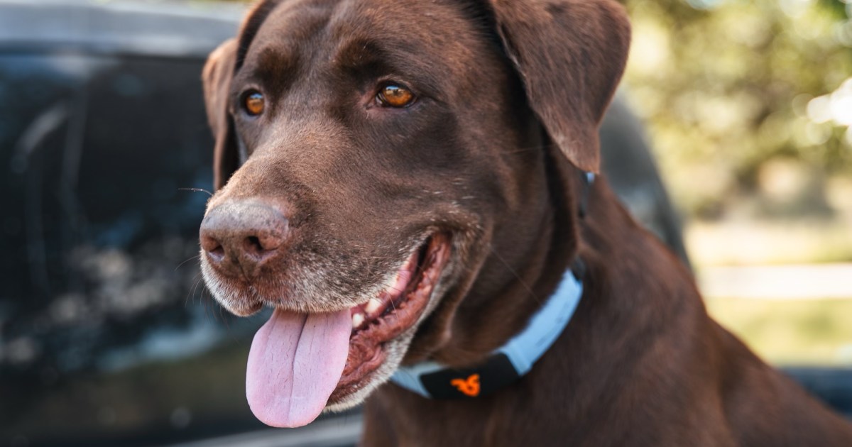 AI-Powered Pet Collar Translates Your Furry Friend's Feelings