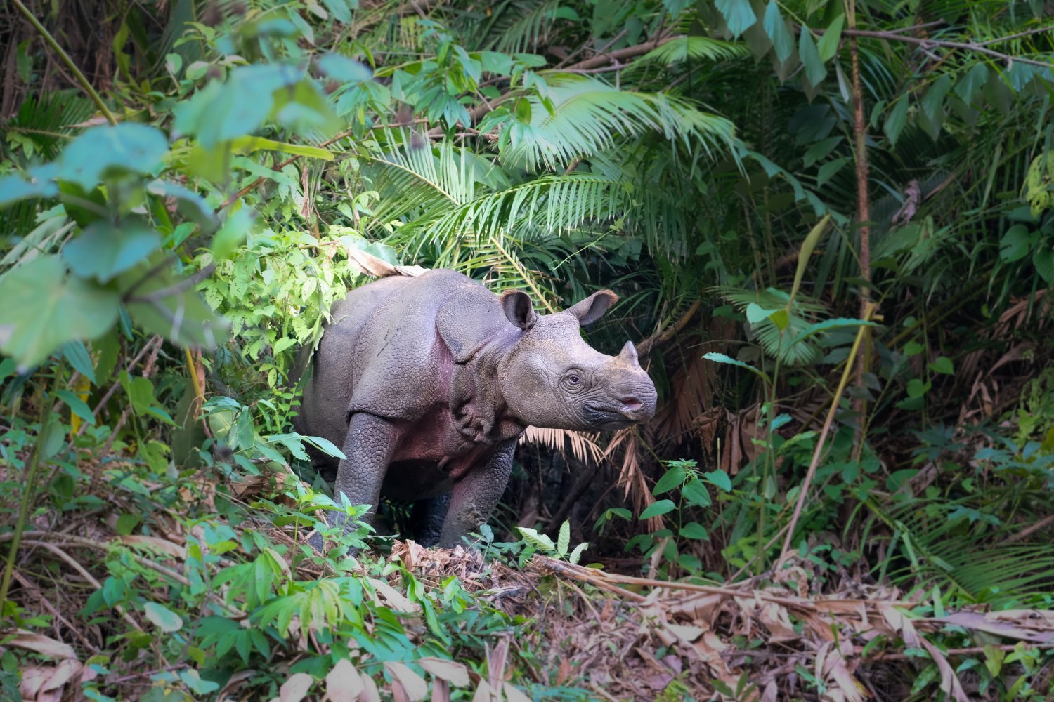 New Javan Rhino Calf Brings Hope for Critically Endangered Species