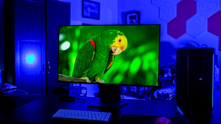 A parrot on the LG UltraGear Dual Mode OLED.