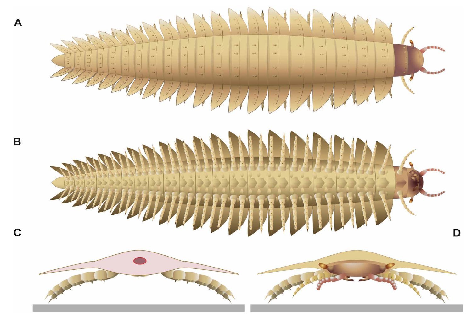 Unmasking Arthropleura: The Face of a Prehistoric Giant Millipede