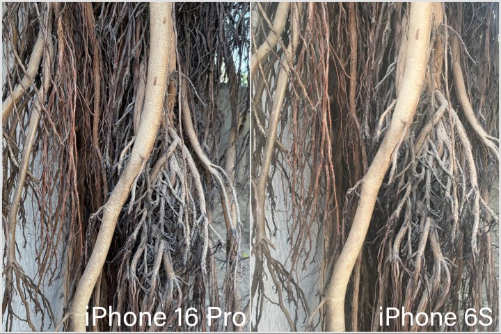 Comparison of pictures taken by iPhone 16 Pro and iPhone 6S with tree roots as the subject.