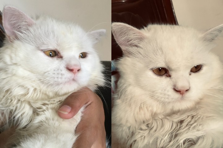 Pictures of cat clicked using iPhone 6S.