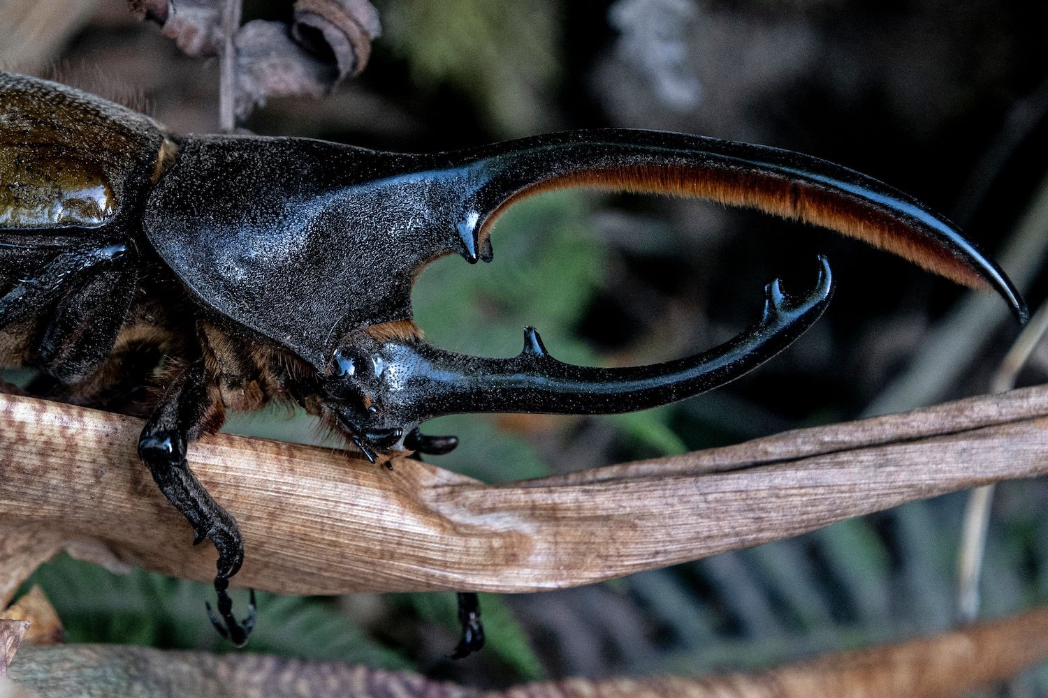 Microrobot Mimics Rhinoceros Beetle Flight for Search and Rescue