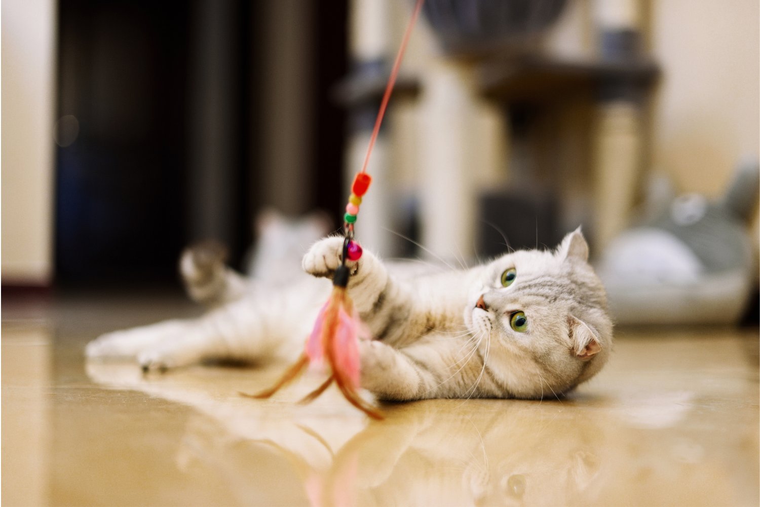 Scientists Seek Videos of Cat Play for Research