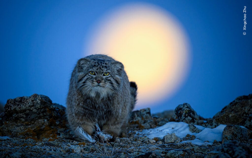 A Pallas's cat with a captured bird, set against the backdrop of the setting moon.