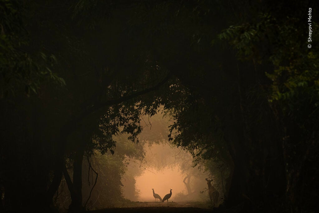 Two peacocks silhouetted against the light in Keoladeo National Park, Rajasthan, India, with a deer in the foreground.