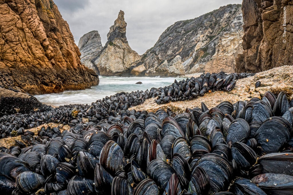 Mussels clustered together on the Portuguese coast to resist being swept away by waves.