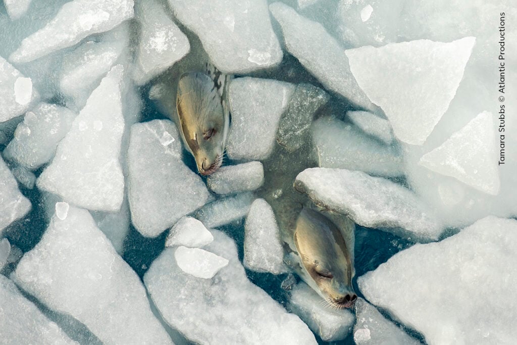 Two crabeater seals resting on sea ice in the Weddell Sea.