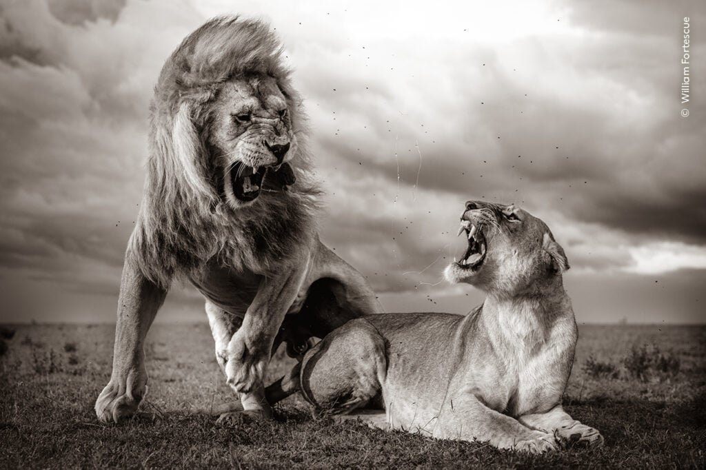 Two lions post-coitus, appearing to snarl at each other.