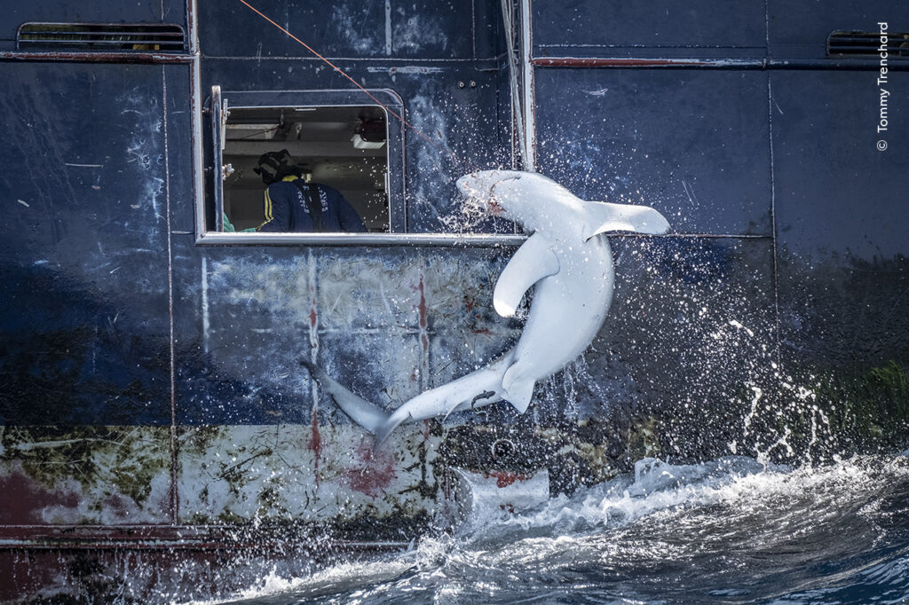 A requiem shark struggling against a fishing hook in the South Atlantic Ocean.