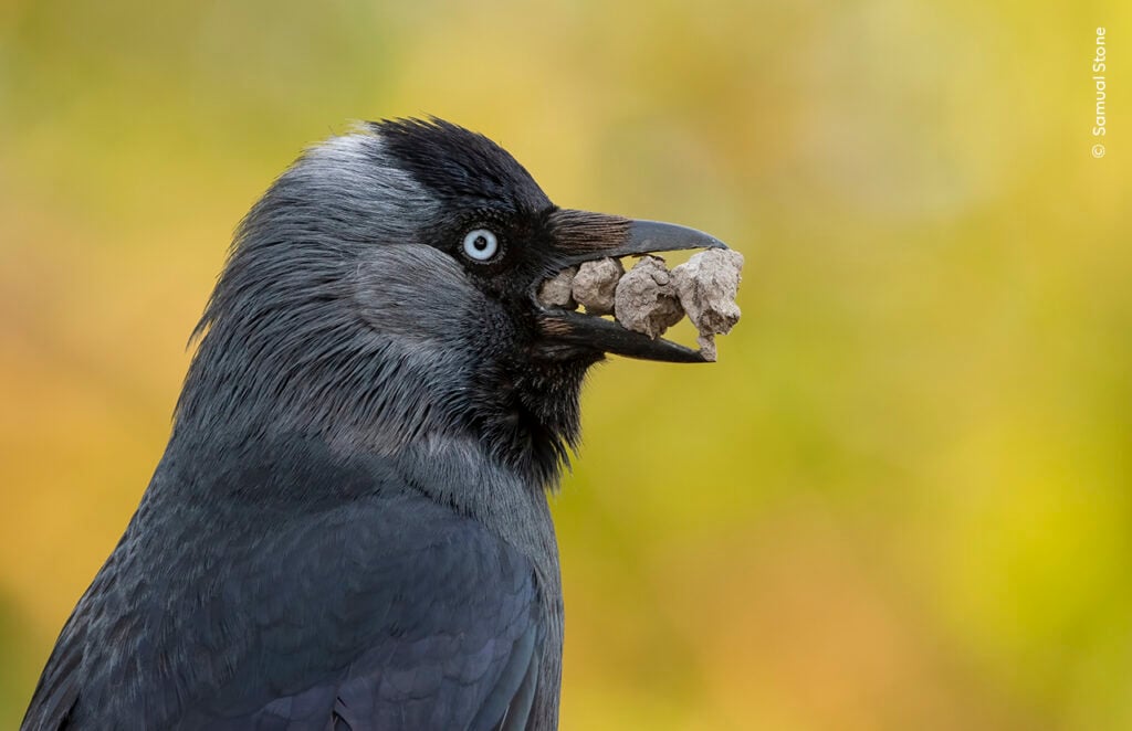 A jackdaw carrying stones in its beak for its nest.