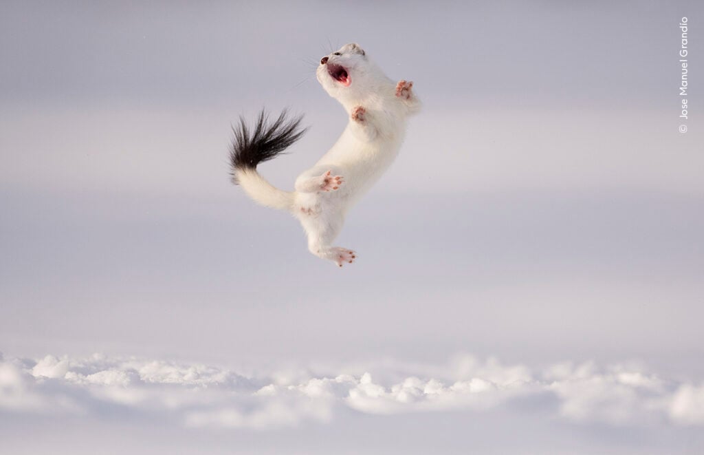 A stoat leaping in the air above a snowy landscape in France.