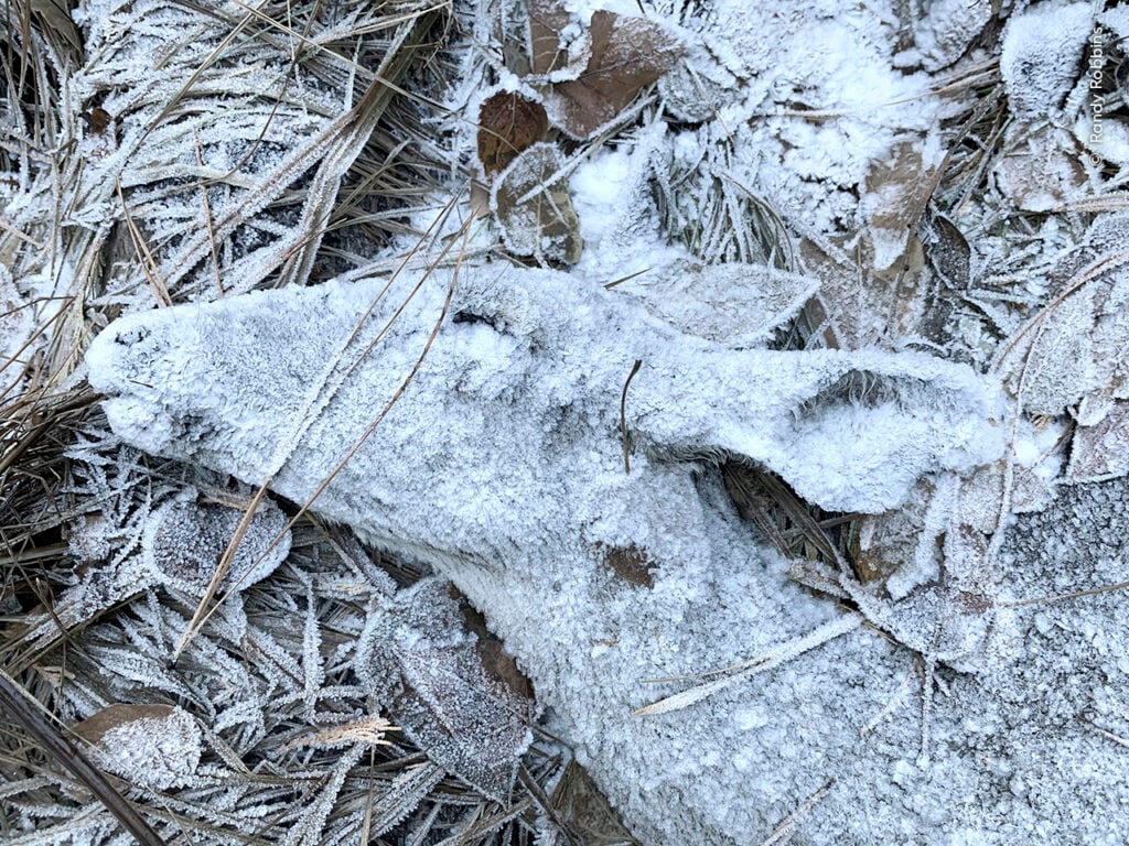 A frost-covered deer carcass on the forest floor near Susanville, California.