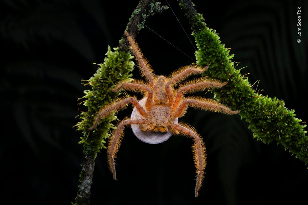 A David Bowie spider resting between branches in Malaysia.