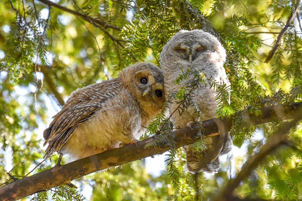 Two tawny owlets perched on a branch in a Munich park.