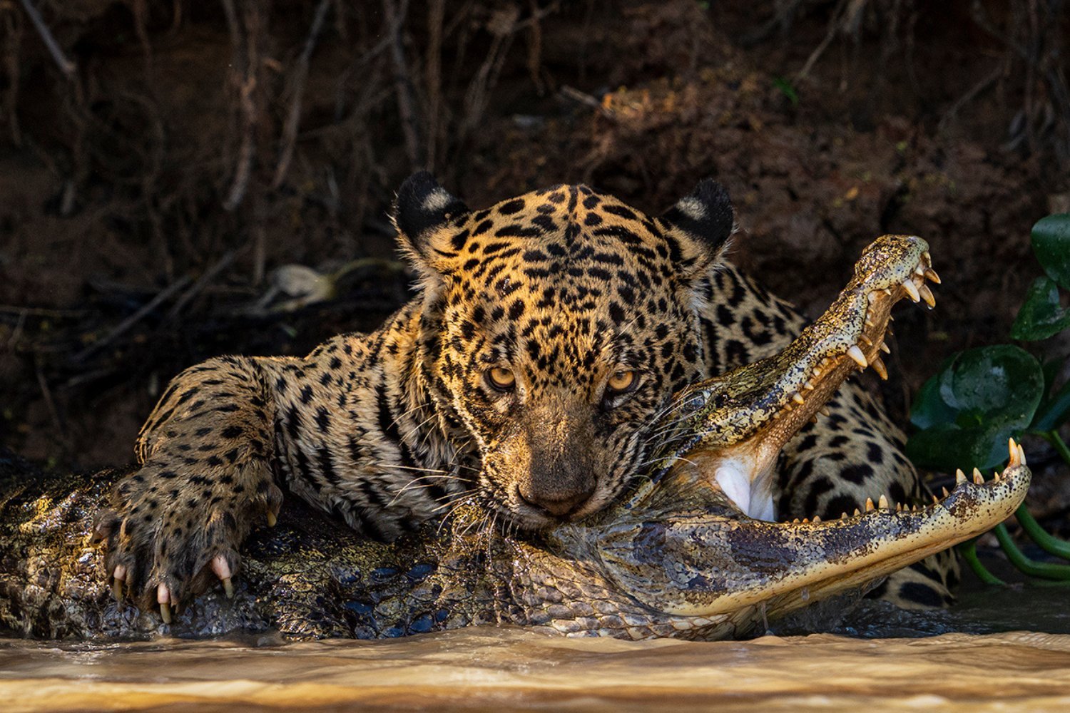 Stunning Wildlife Photography: Highly Commended Images from the Natural History Museum's Competition