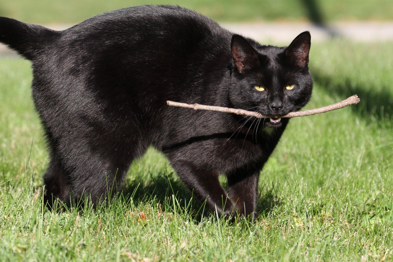 Cats Fetch Too: New Study Reveals Surprising Feline Behavior