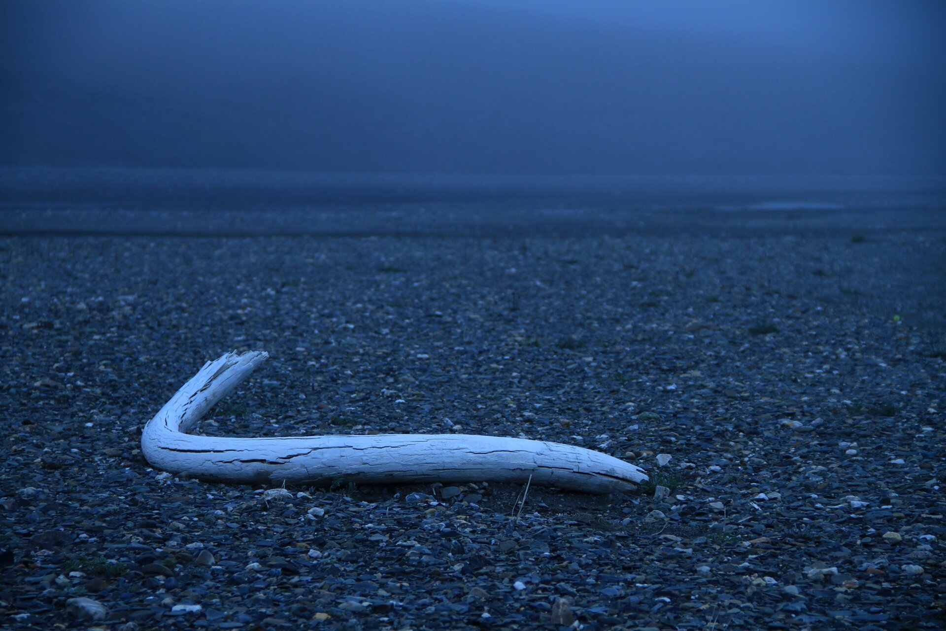 A mammoth tusk on Wrangel Island.