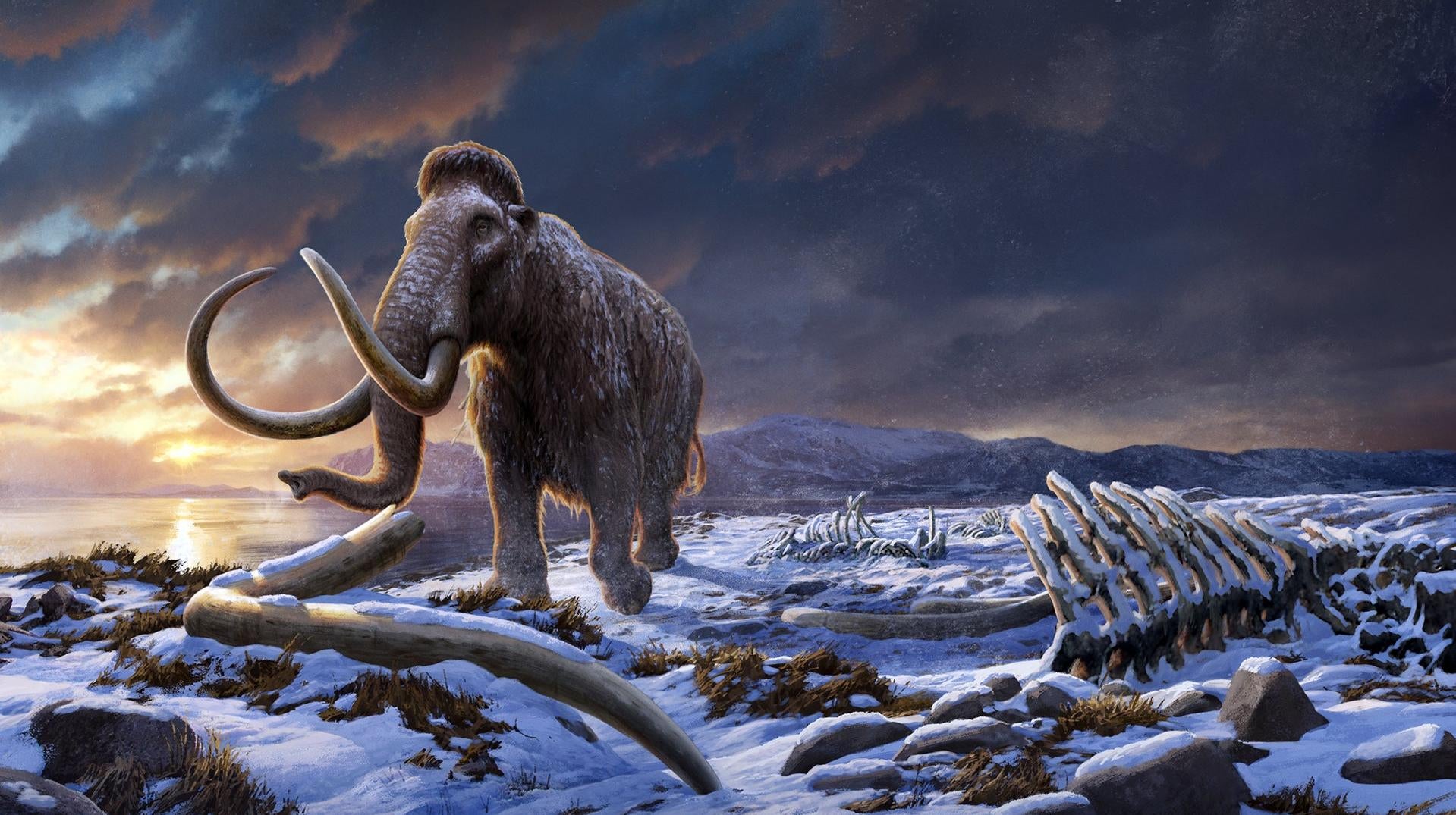 Wrangel Island Mammoths: Inbreeding Didn't Cause Extinction