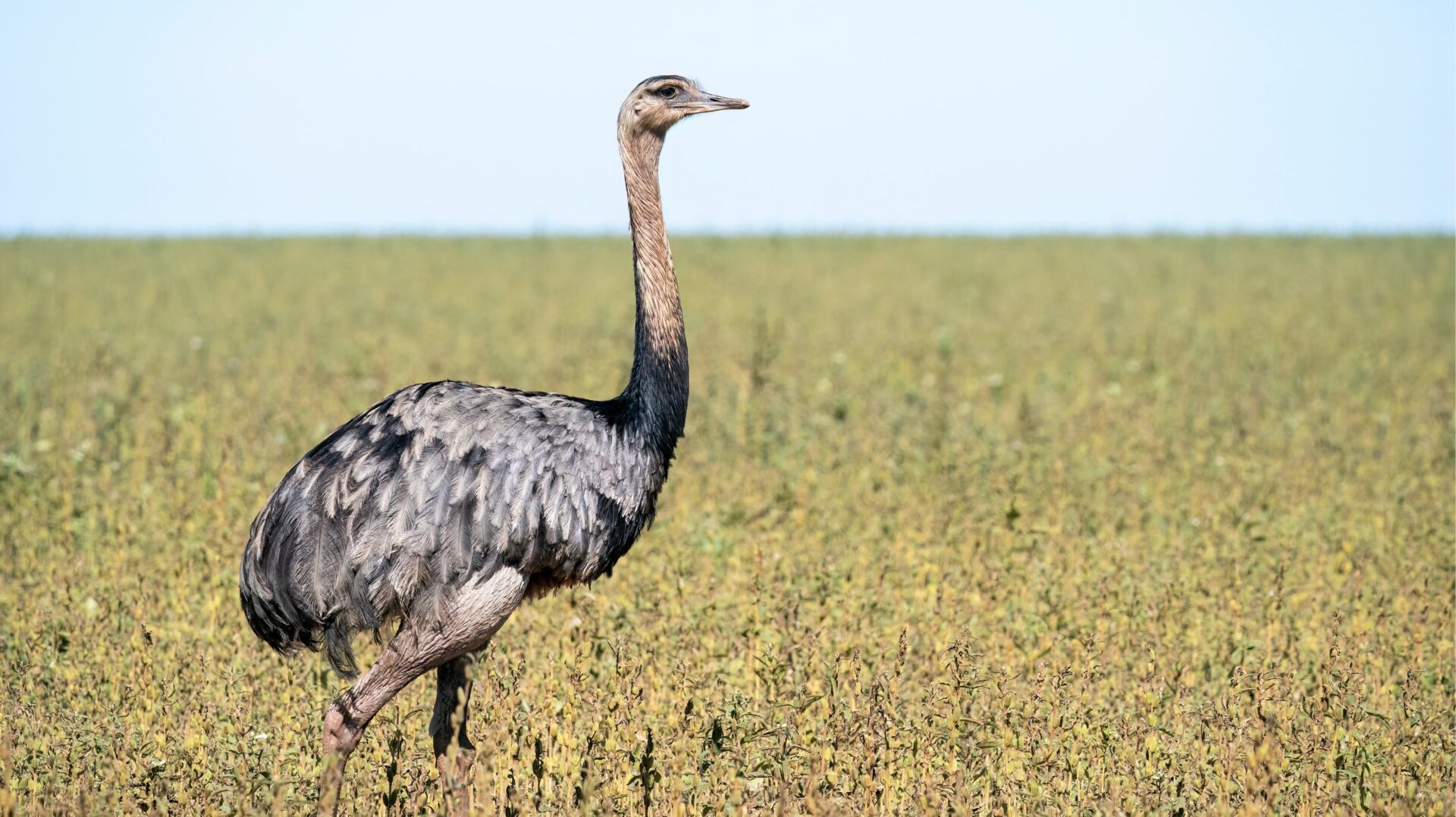 alt: A rhea, a large flightless bird native to South America, including Brazil.