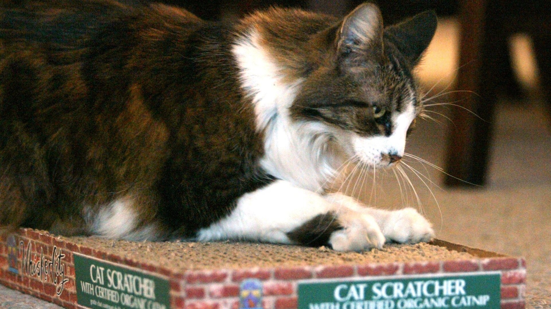 Science-Backed Strategies to Stop Your Cat from Scratching Furniture