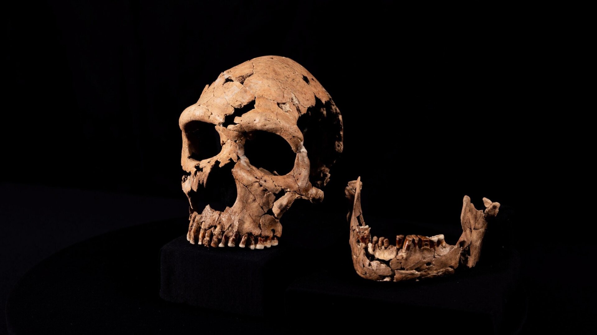 The reconstructed skull and jaw of Shanidar Z.