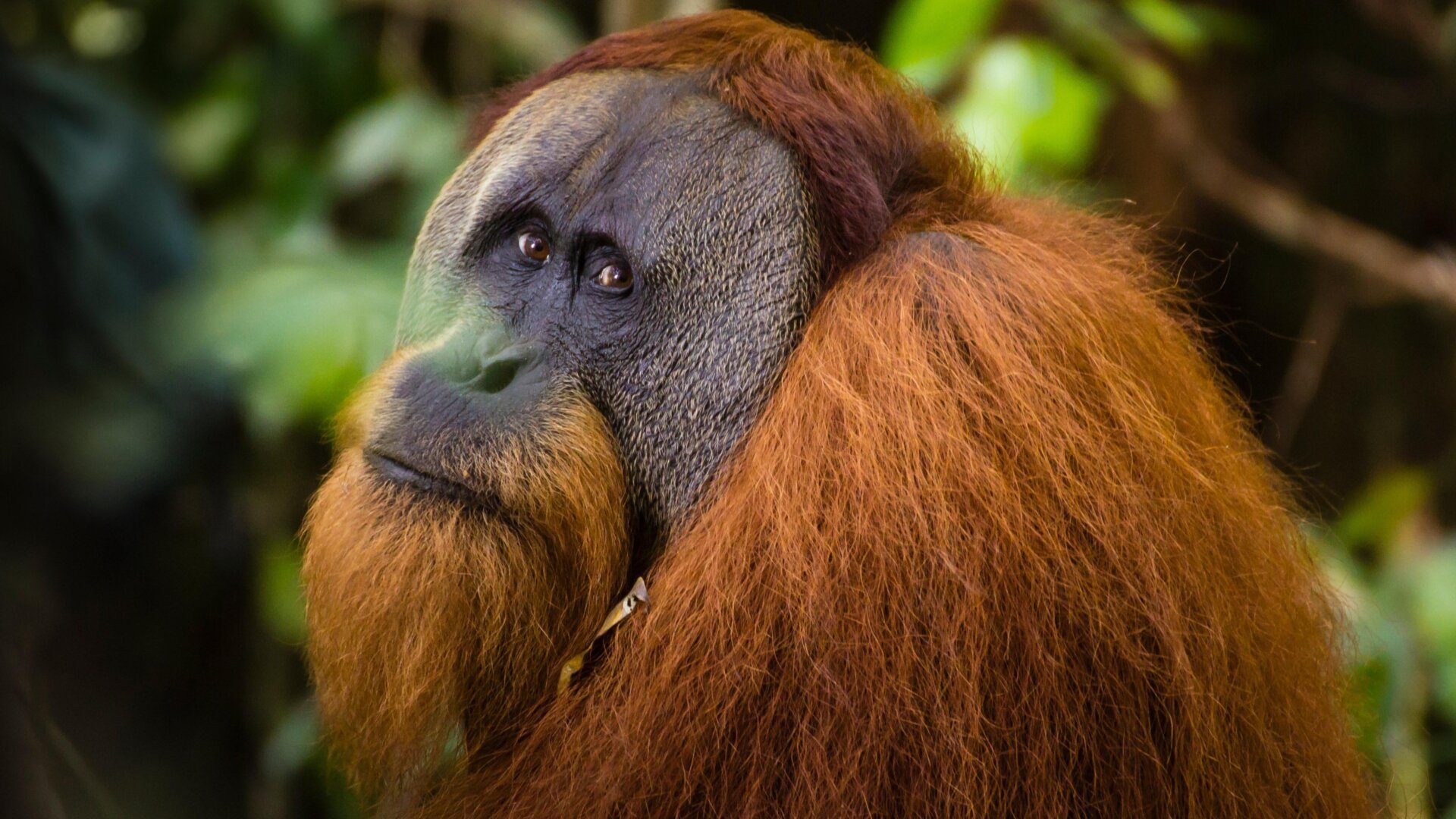 Orangutan Self-Medicates with Topical Plant Salve