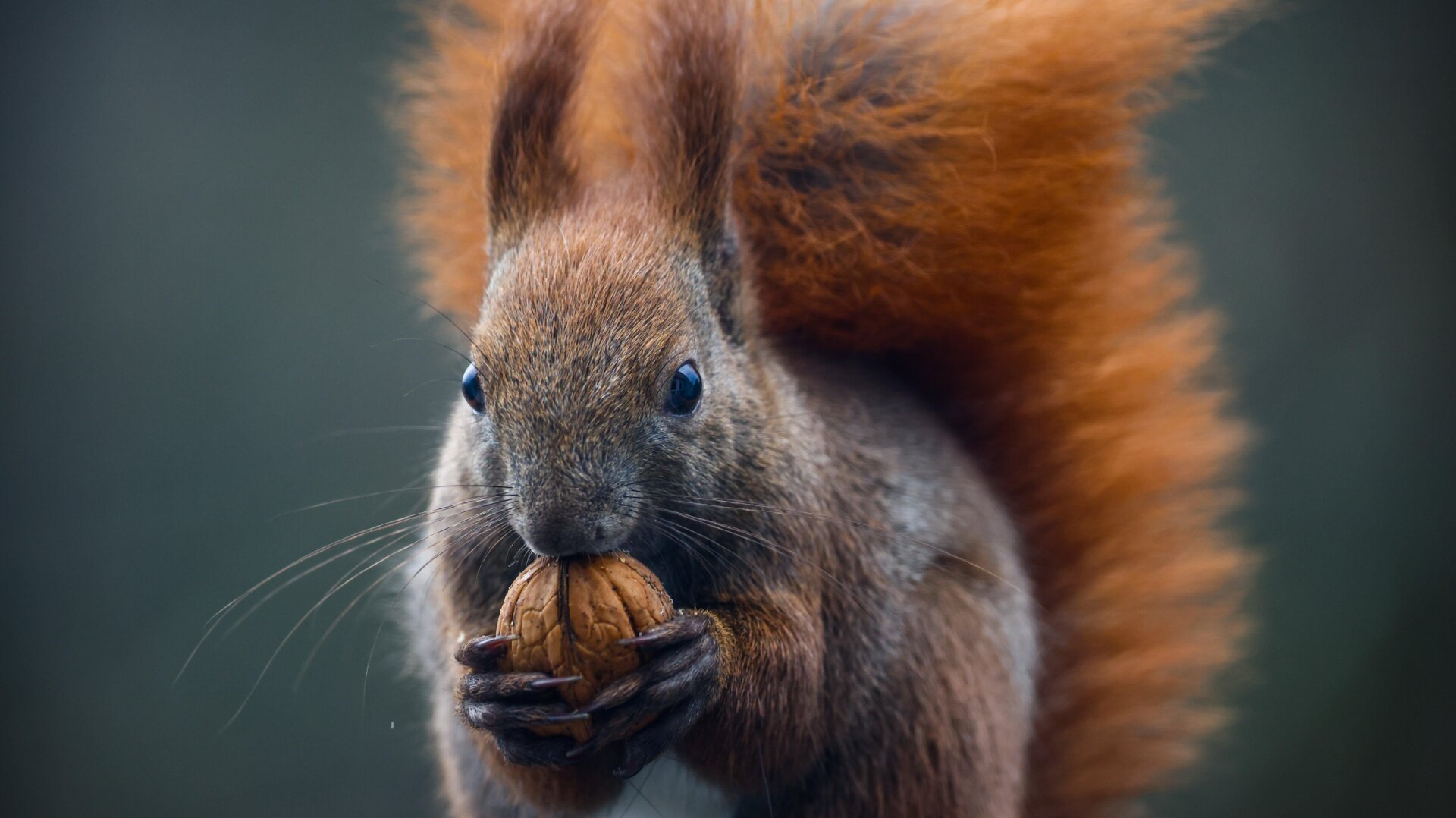 Medieval Leprosy in Winchester Likely Linked to Red Squirrels