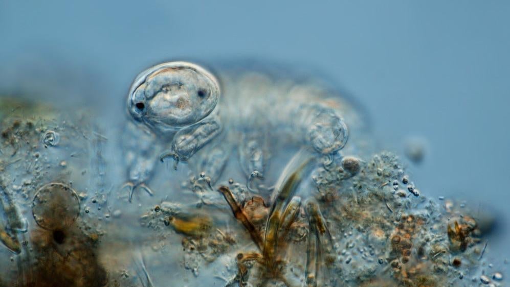 Quantum Entanglement and Tardigrades: A Closer Look