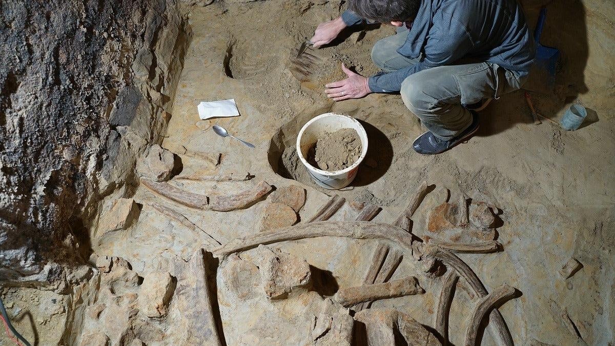 Mammoth Bones Unearthed in Austrian Wine Cellar Renovation