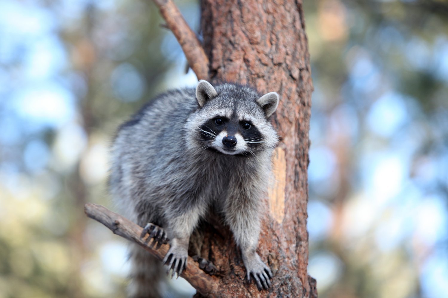 Raccoon Roundworm Infections Reported in Los Angeles