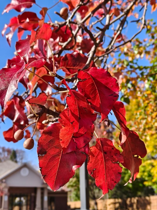 A photo of red leaves on a tree, taken with the Oppo Find X8.