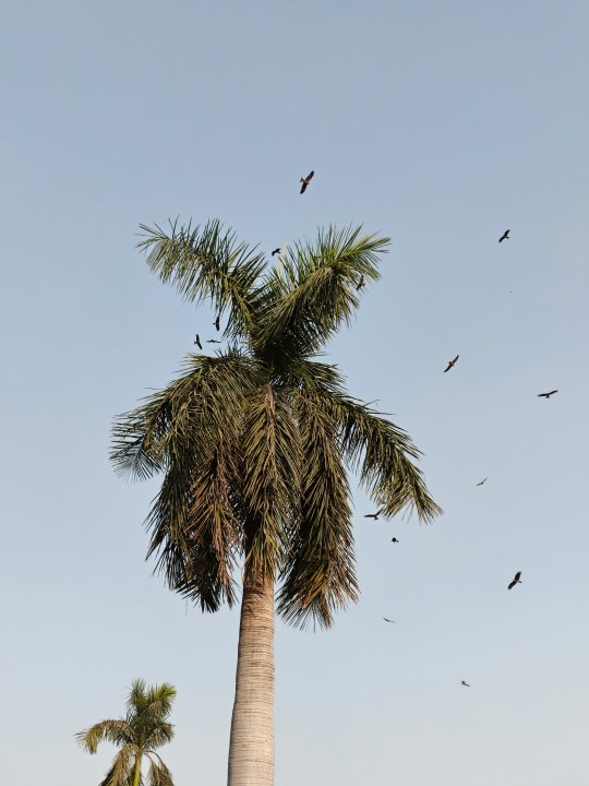 A photo of birds flying around a palm tree, taken with the Oppo Find X8.