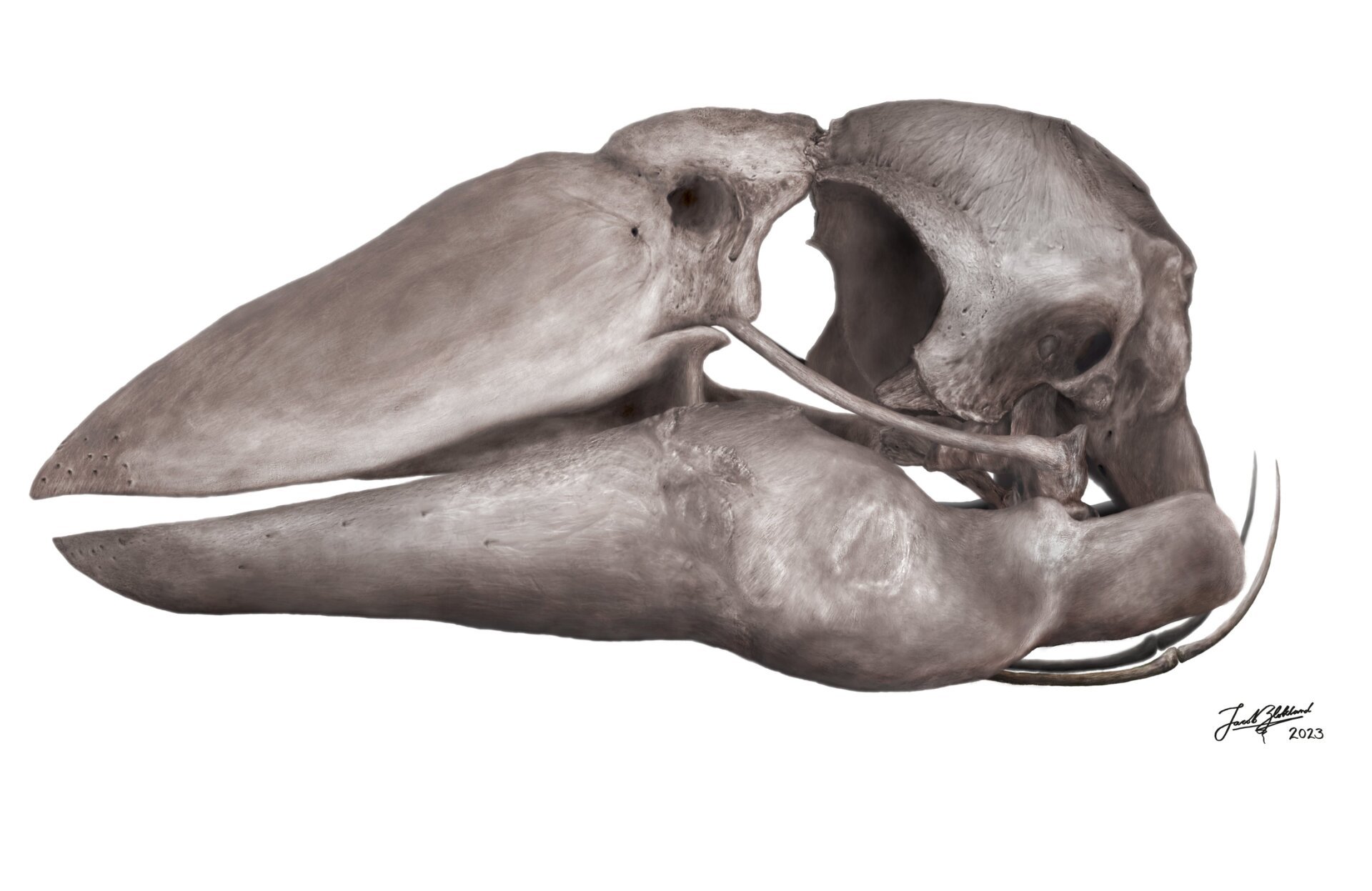 A reconstruction of Genyornis’ skull.