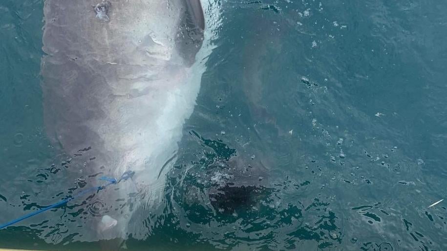 Tiger Shark's Unusual Meal: A Spiky Echidna