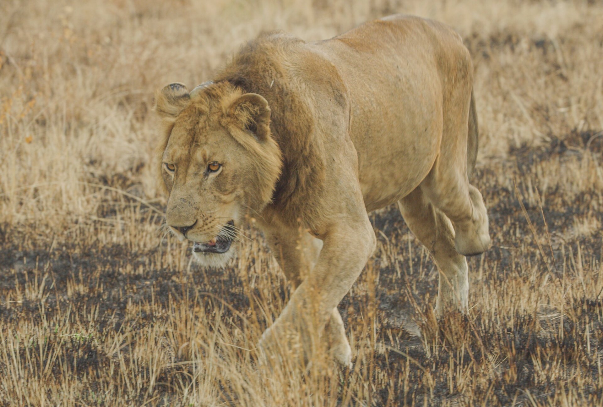 Three-Legged Lion's Record-Breaking Swim in Crocodile-Infested Waters